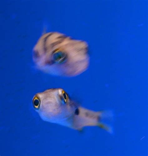 Dwarf Yellow Indian Pea Puffer Fish Carinotetraodon Travancoricus