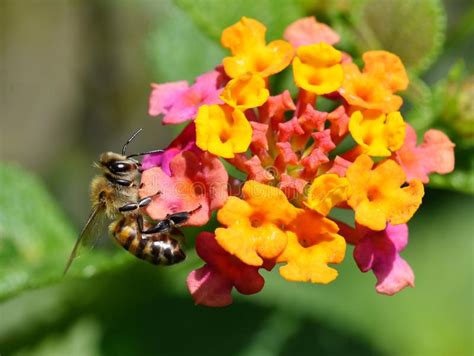 Abelha Do Mellifera Dos Apis Que Poliniza A Flor Foto De Stock Imagem