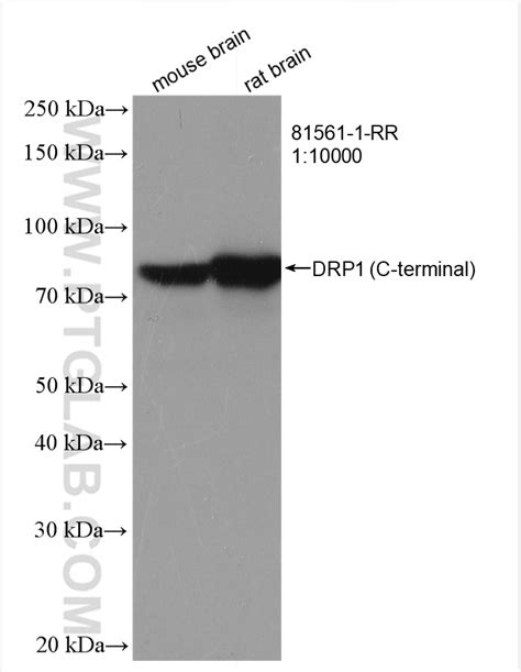 Drp1 C Terminal Antibody 81561 1 Rr Proteintech 武汉三鹰生物技术有限公司