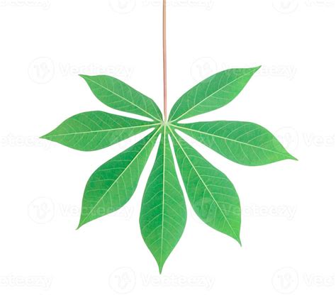 Top View Photo Of Back Side Of Single Cassava Leaf Isolated On White Background With Clipping