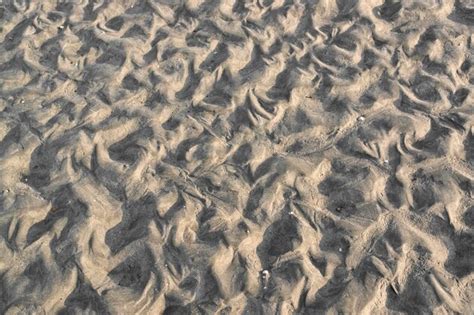 Premium Photo Intertidal Zone