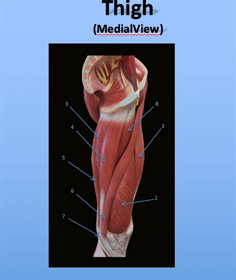 Thigh Muscle Diagram Quizlet