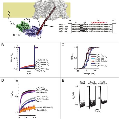 Voltage Gated Calcium Channel Structure A Cartoon Diagram