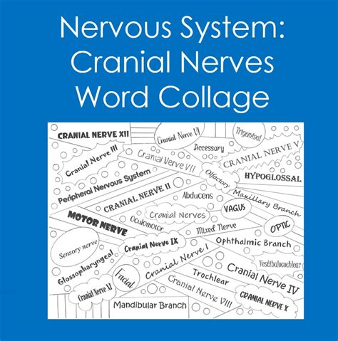 Nervous System Cranial Nerves Word Collage Coloring Anatomy Biology