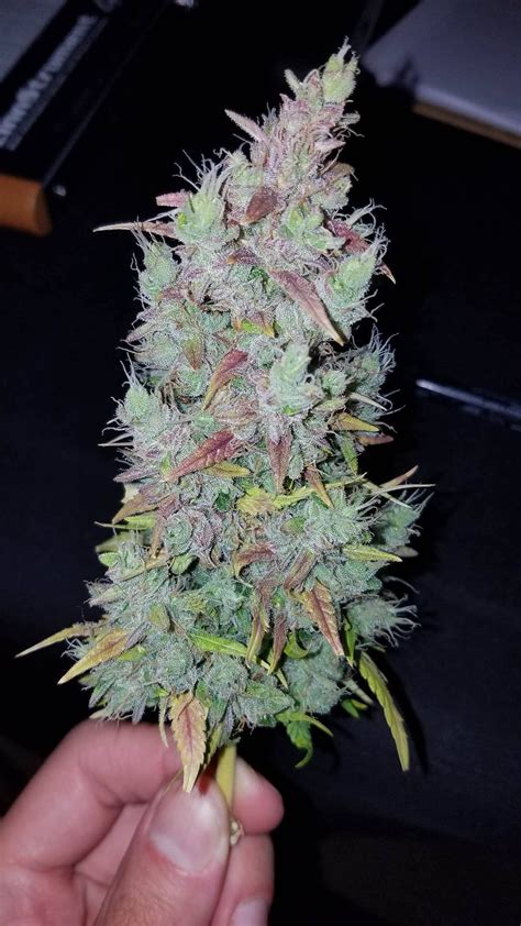 Pineapple Express Auto Seeds - Fast Buds Autoflowering Cannabis