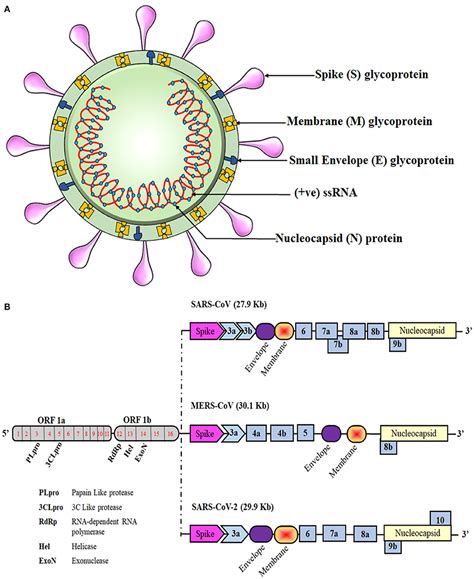 Frontiers Overview Of Immune Response During SARS CoV 2 Infection