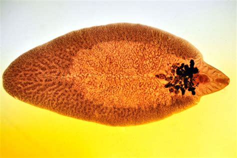 Fluke Parasitic Flatworms Anatomy And Life Cycle Britannica