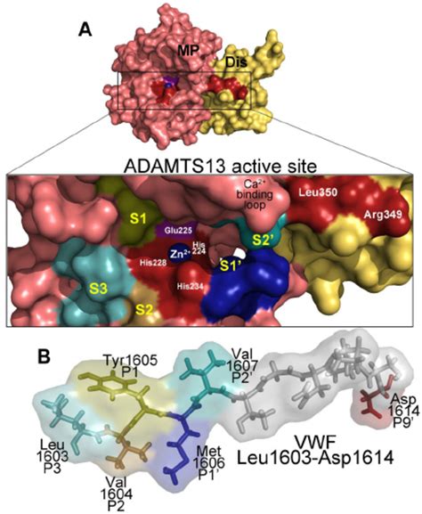 Adamts Recognition Of The Vwf Cleavage Site A Molecular Model Of