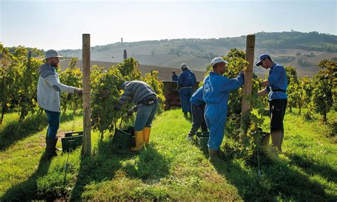 Conti Degli Azzoni First Wine Lovers Then Wine Producers