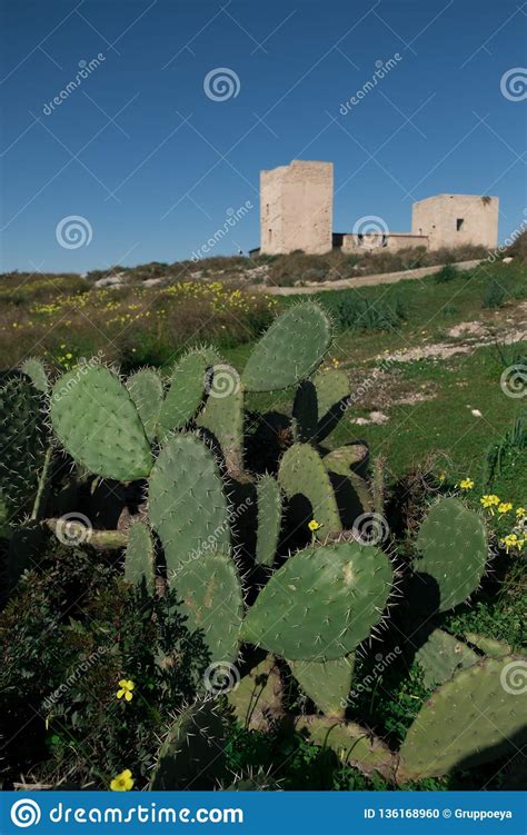 Cactus De La Opuntia Del Higo Chumbo Ficus Indica Y Castillo De San