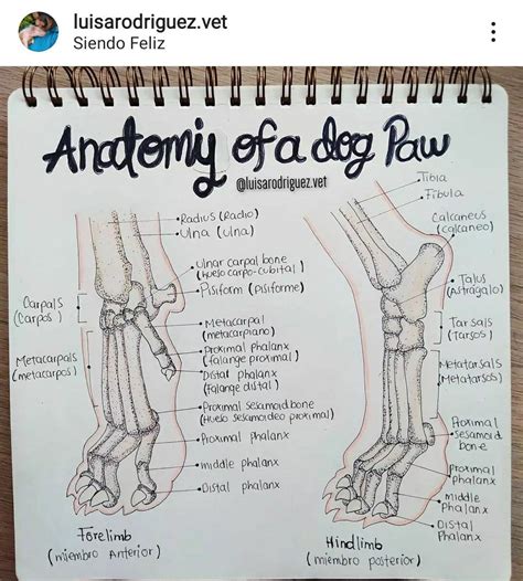 Anatomía de la pata del perro Carrera