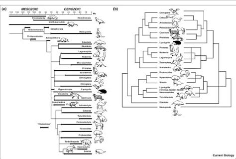 Mammal Phylogeny