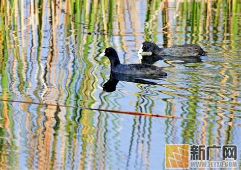 世界瀕危水鳥頻繁登陸石屏垻心濕地 每日頭條