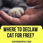 Where Can I Declaw My Cat For Free 6 Possible Ways Oxford Pets