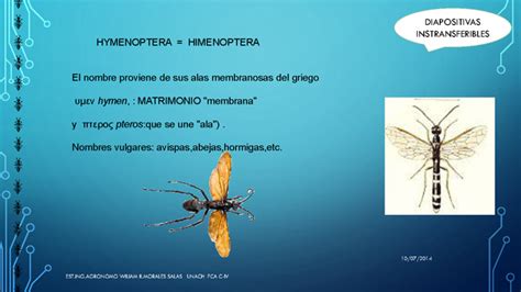 Entomologia Hymenoptera