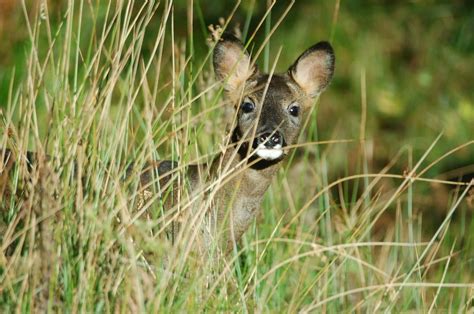 Roe Deer • Northumberland National Park