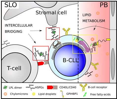 Hypothetical Model Of Lpl Function In Cll B Cells In Secondary Lymphoid