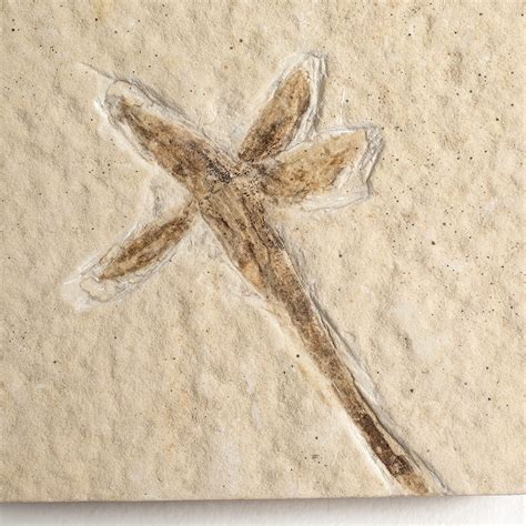 Eocene Flower from the Split Fish Layers | The Natural Canvas