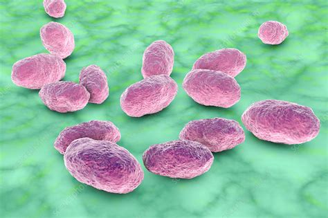 Haemophilus Influenzae Bacteria Illustration Stock Image F018 2212 Science Photo Library