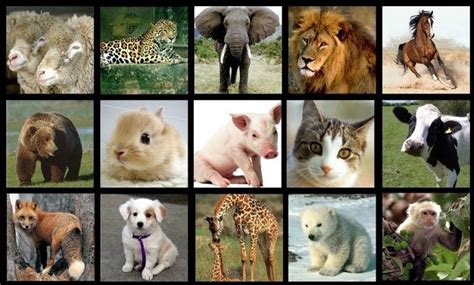Los Animales Mind Map