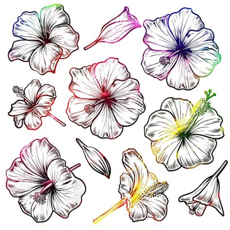 Ilustra O De Conjunto Linear De Vetores Planos De Hibisco De Alta