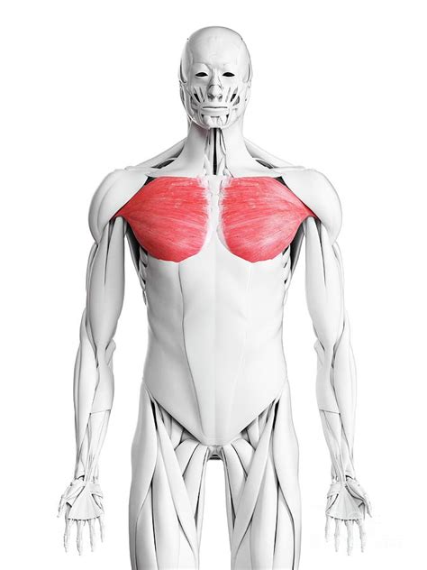 Pectoralis Major Muscle Photograph By Sebastian Kaulitzki Science Photo