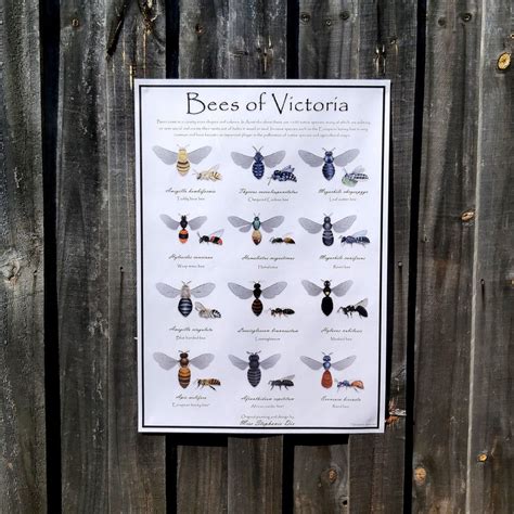 Bees Of Victoria Identification Poster Educational Species Etsy