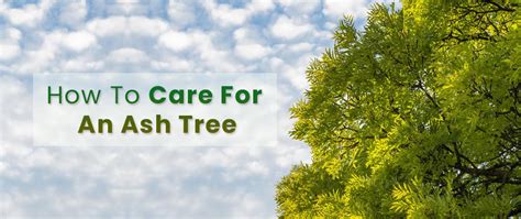 How To Care For Ash Trees All You Need To Know Embracegardening