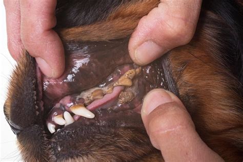 Periodontite Canina O Que E Como Tratar Mundo Dos Cachorros