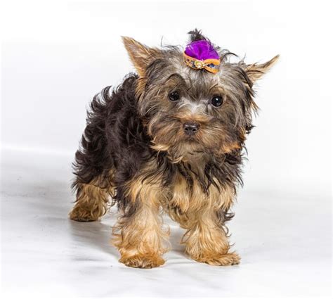 Premium Photo Yorkshire Terrier Looking At The Camera In A Head Shot