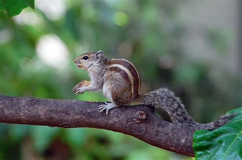 Indian Palm Squirrel | Animal Database | Fandom