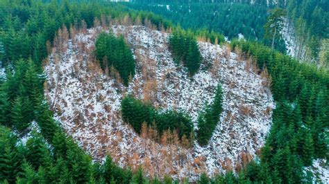 Where to find Hampton Lumber's tree smiley face - PDXtoday