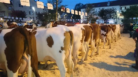 L Irlande Jurassienne Les Comices Agricoles