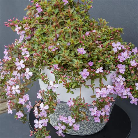 140mm Centradenia Cascade Pink Centradenia Floribunda Bunnings