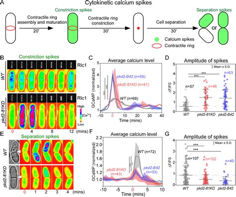 Membrane Stretching Activates Calcium Permeability Of A Putative