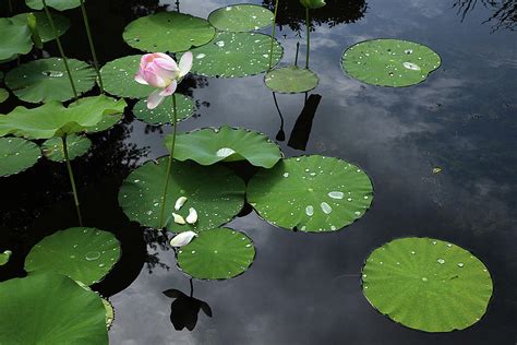 Lotus Flower in a Pond Photograph by Linda Fretwell