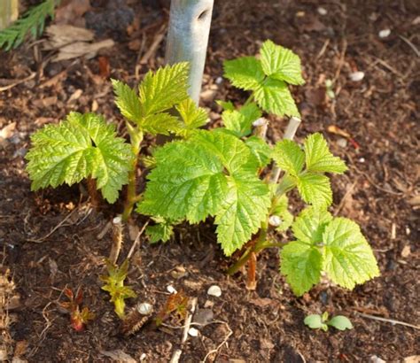 Faut Il Planter Des Framboisiers Au Printemps Et Comment Le Faire