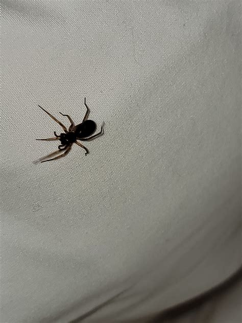 Unidentified Spider In Irving Texas United States