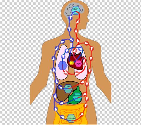 Homo Sapiens Cadera Cuerpo Humano Juego De Mesa Escalera De Serpiente