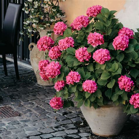 will hydrangea roots damage foundation 3