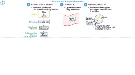 Pas 6029 Pathophysiology Ii Peptide And Protein Hormones Ditki Medical And Biological Sciences