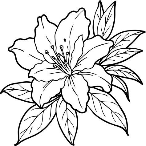 Azalea Flower Outline Illustration Coloring Book Page Design Azalea