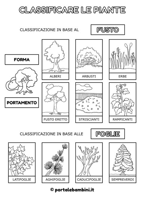 Le Piante Scuola Primaria Portalebambini It Hot Sex Picture