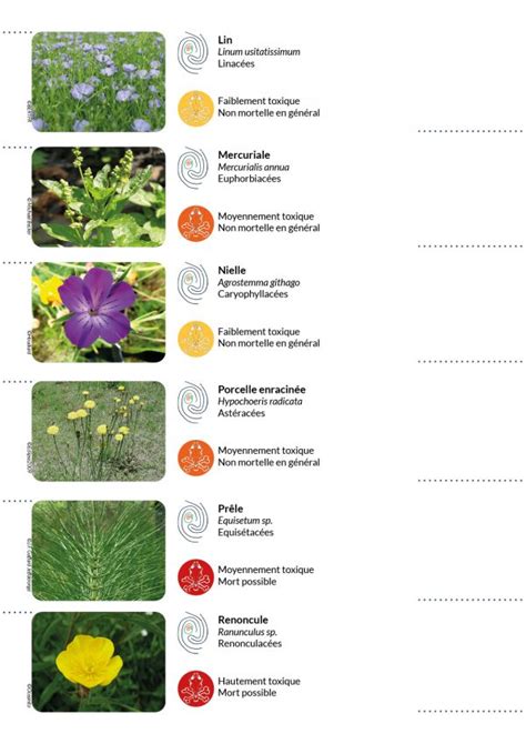 P Tures Et Foin Quelles Sont Les Principales Plantes Toxiques Pour