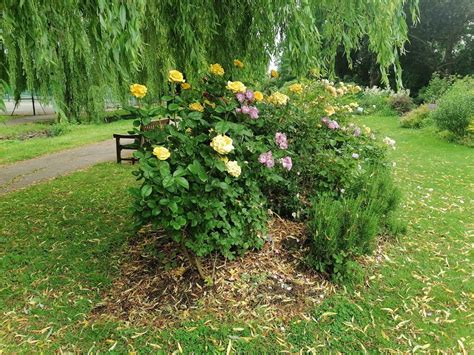 Rosebed In Northway Gardens Hampstead © David Howard Cc By Sa20 Geograph Britain And