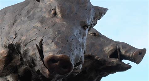 A Curation Of The University Of Arkansas Hog Statues University Of