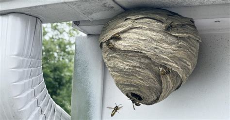 Are There Difference Between A Hornet Nest Vs Wasp Nest