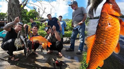 Se Ep Ang Pag Duong Ng Golden Carp San Pablo City Laguna Youtube