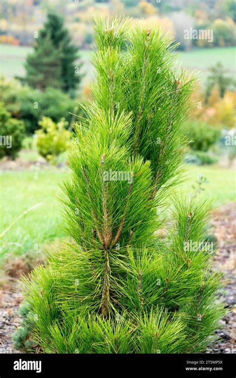 Japanese Red Pine Trees Hi Res Stock Photography And Images Alamy