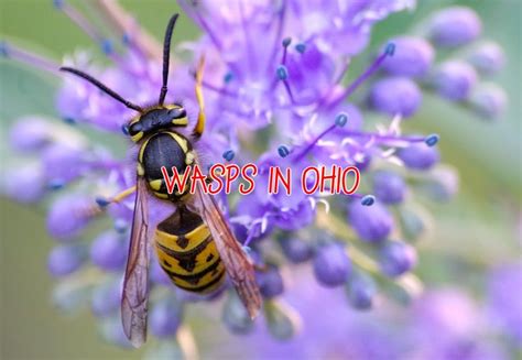 26 Common Wasps In Ohio Pictures And Identification